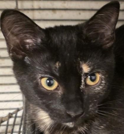 Amanda, Adoptable, Kitten Female Domestic Short Hair & Domestic Short Hair.
