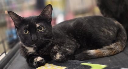 Enlarge Amanda, a Adoptable mixed breed in Verona, WI image 2/2