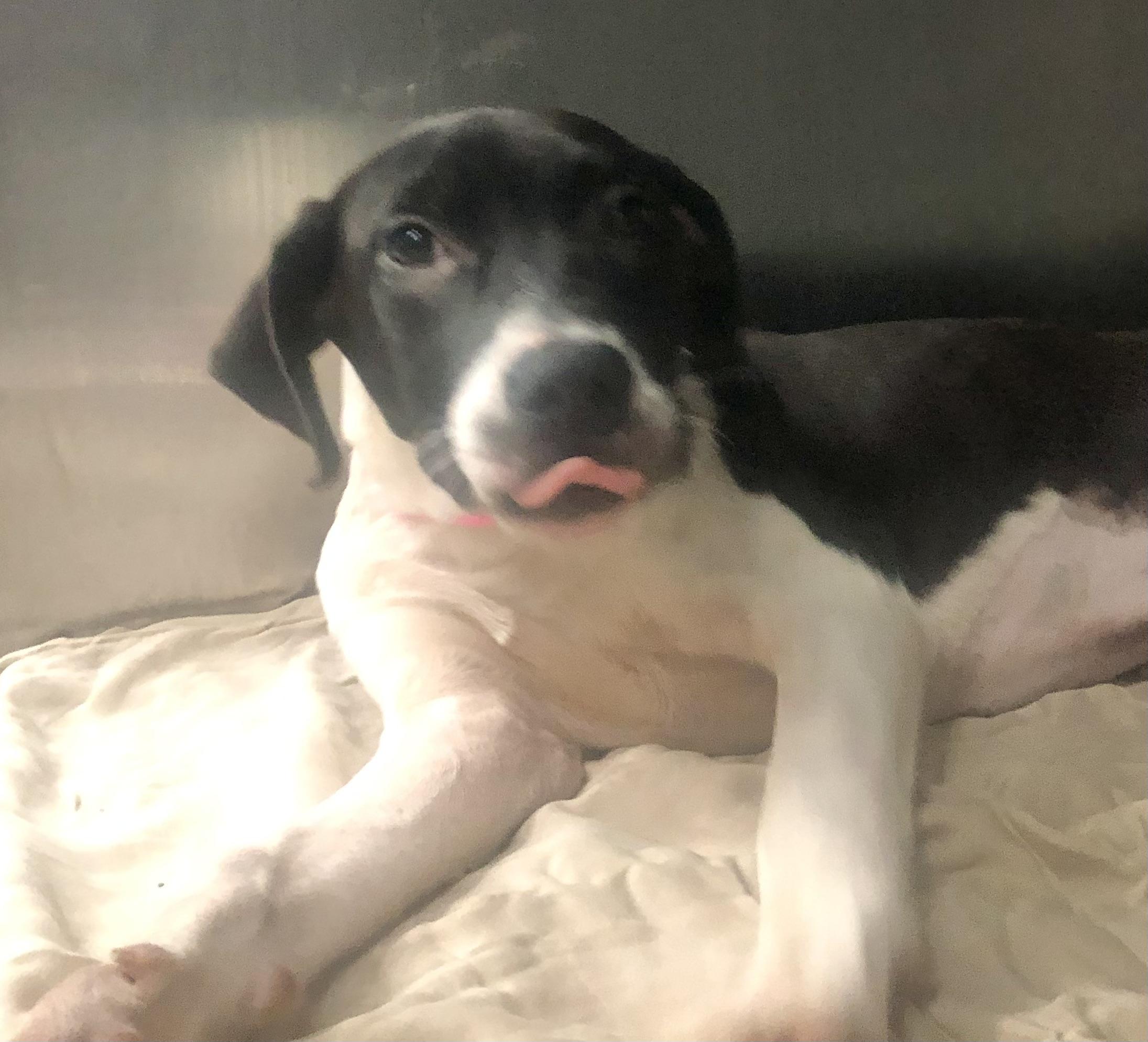 Enlarge Mae, a Adoptable mixed breed in Parma, OH image 1/1