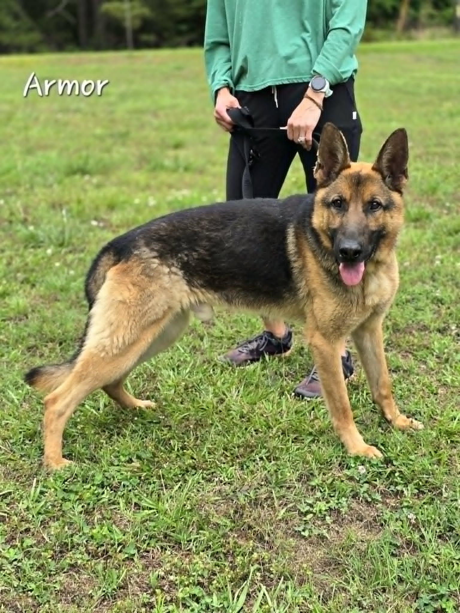 Armor, a ADOPTABLE German Shepherd Dog in Bishop, GA image 4/5