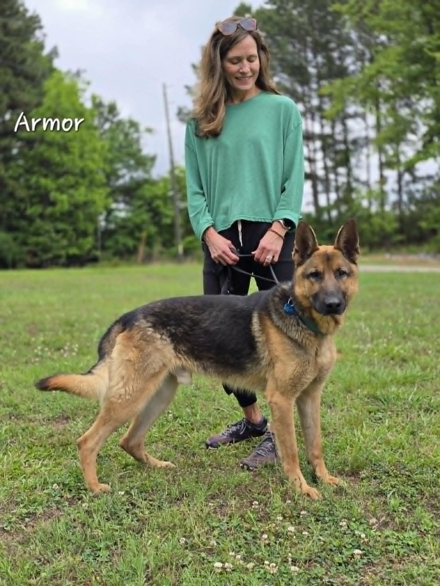 Armor, a ADOPTABLE German Shepherd Dog in Bishop, GA image 2/5