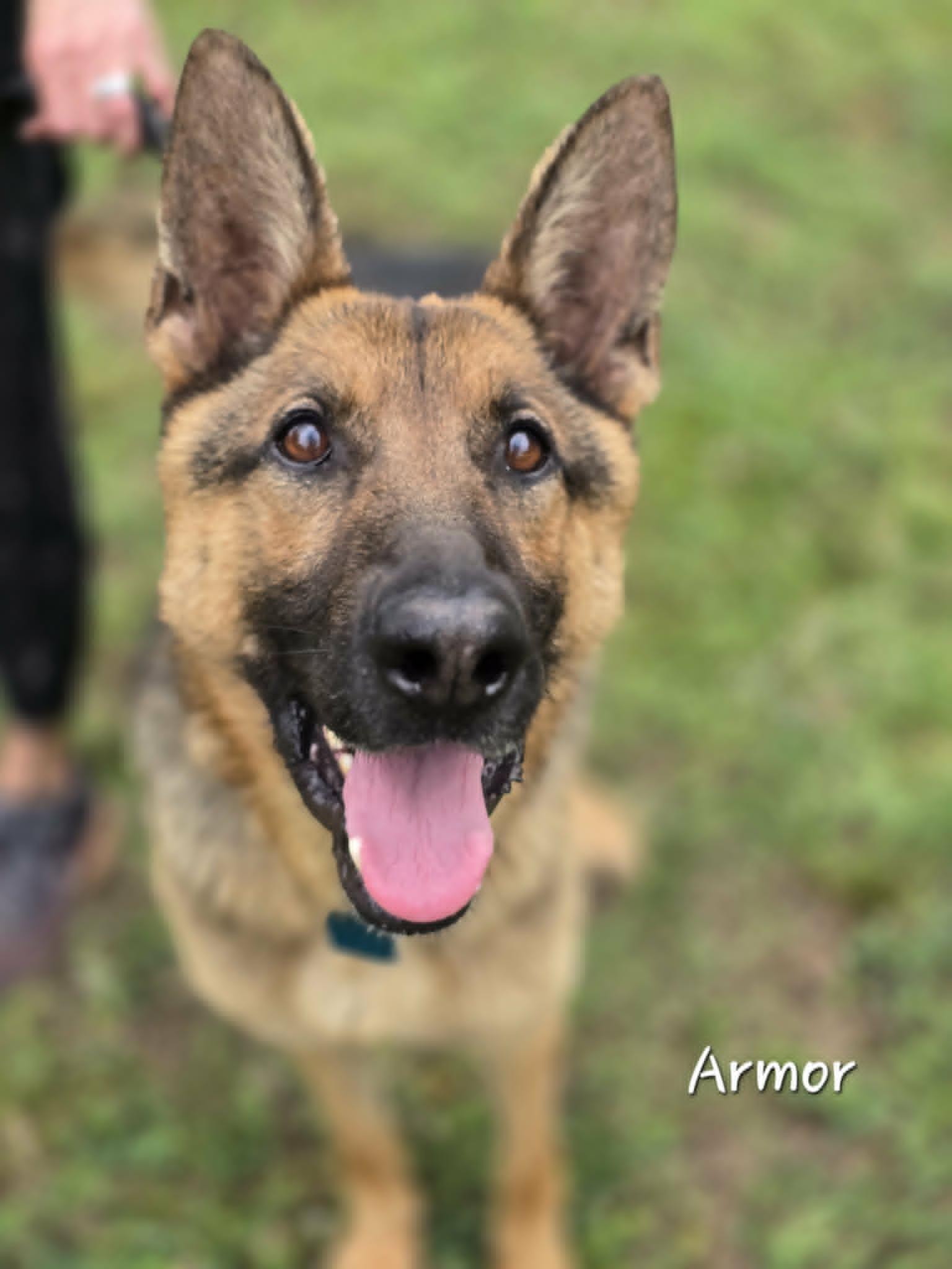Armor, a ADOPTABLE German Shepherd Dog in Bishop, GA image 1/5