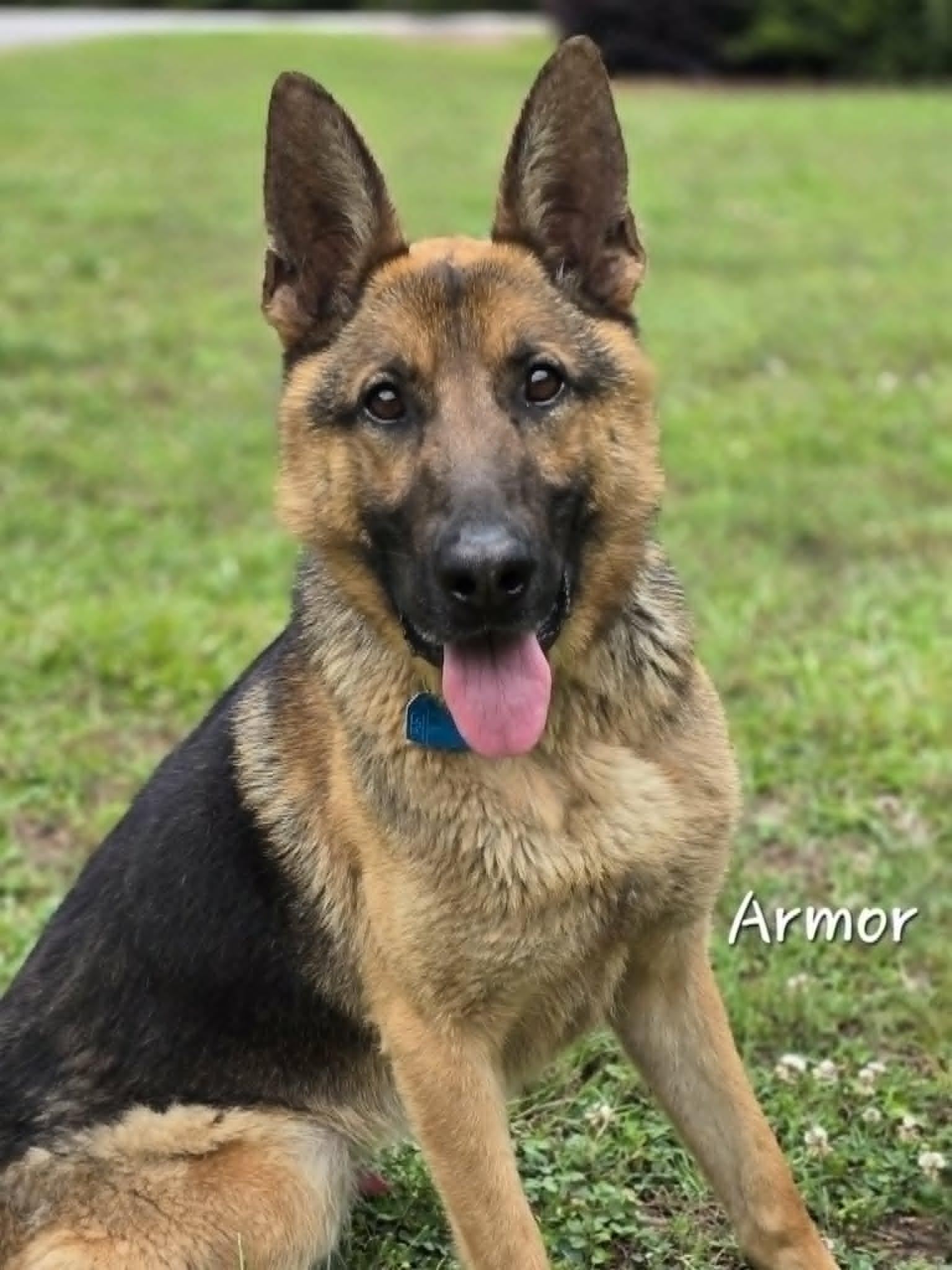 Armor, a ADOPTABLE German Shepherd Dog in Bishop, GA image 3/5