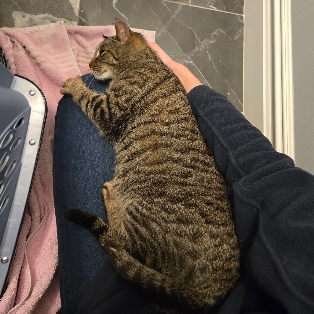Farmers "Markie" Market, a Adoptable Domestic Short Hair in Fort Belvoir, VA image 2/6