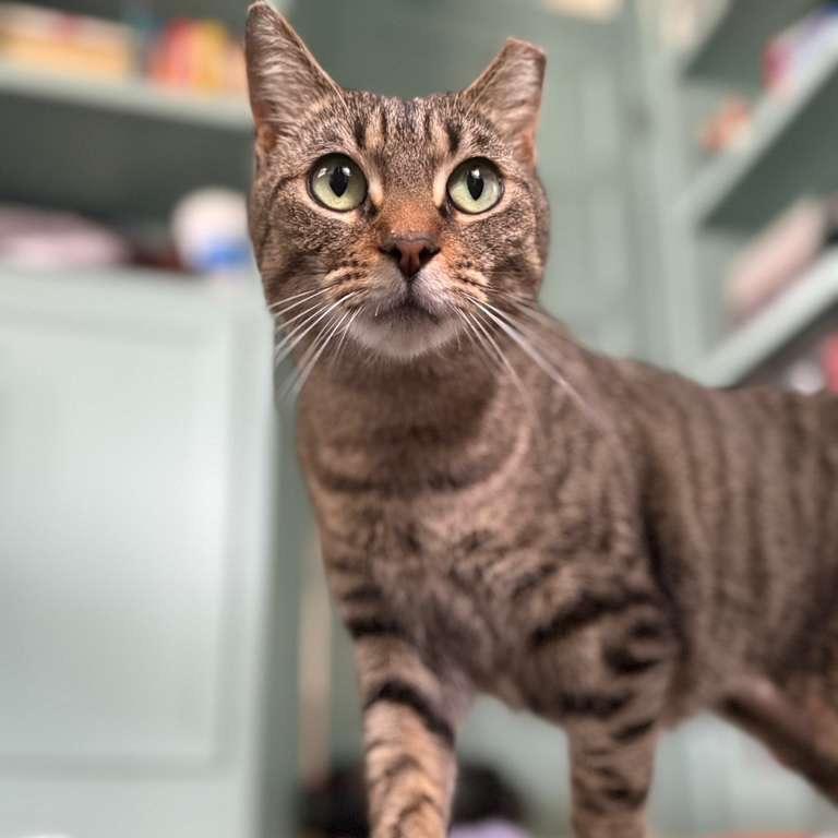 Farmers "Markie" Market, a Adoptable Domestic Short Hair in Fort Belvoir, VA image 3/6