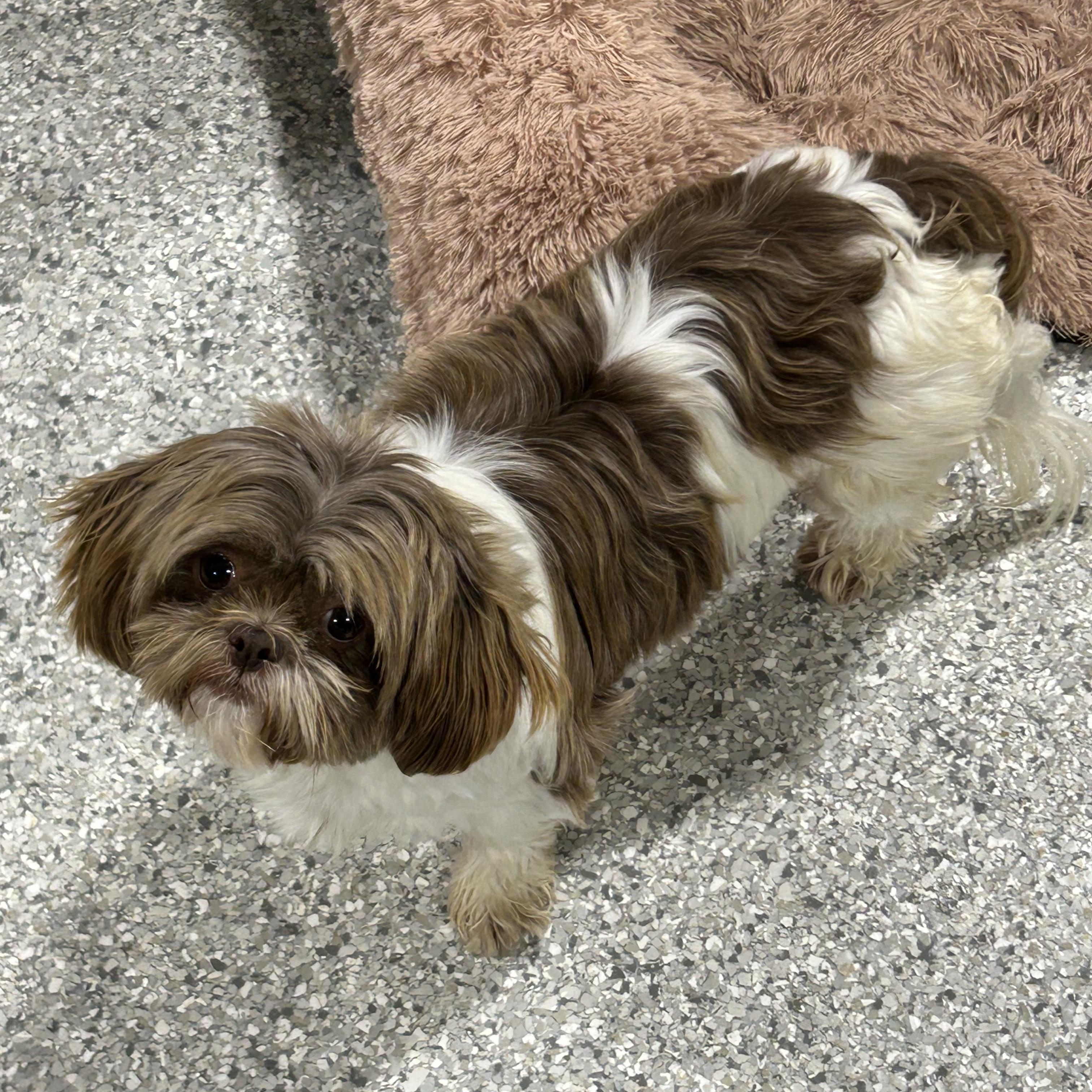 Enlarge Brooklyn , a ADOPTABLE Shih Tzu in Antwerp, OH image 1/1
