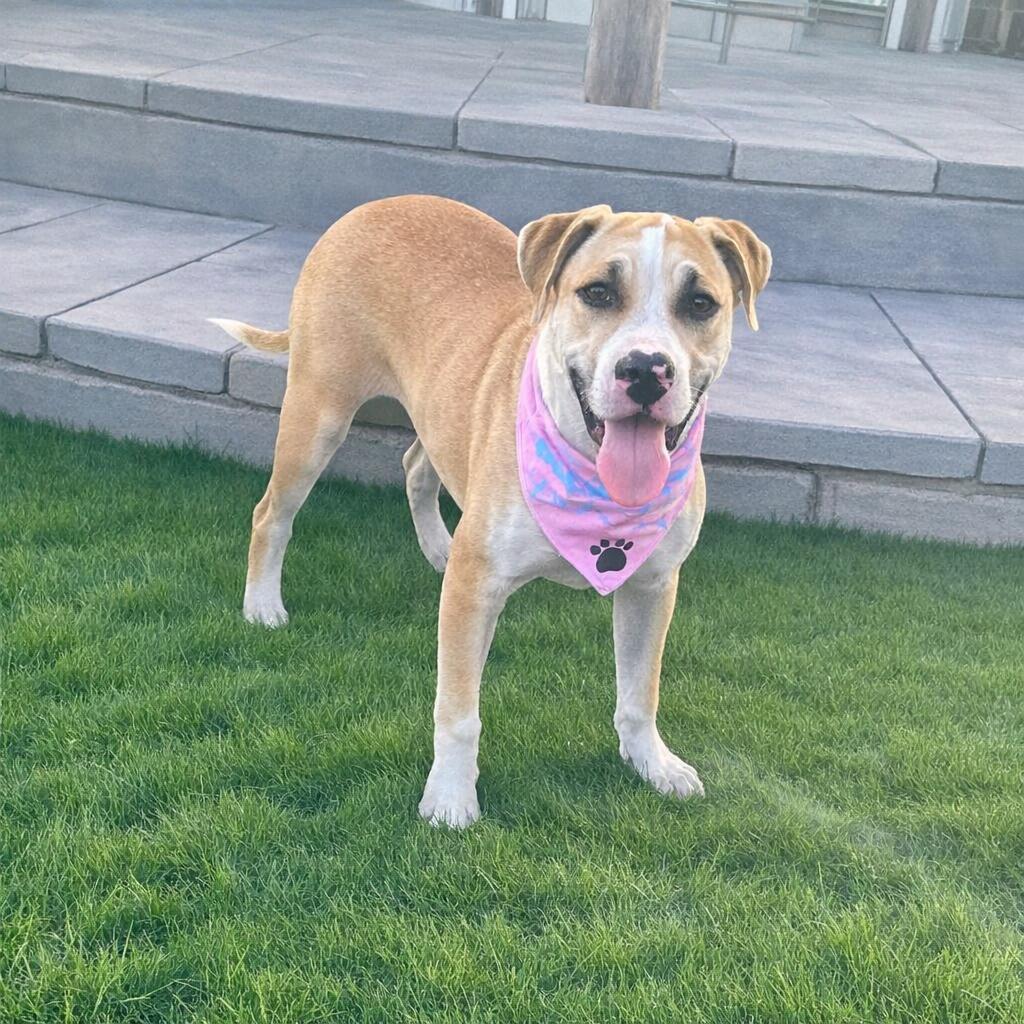 Enlarge Vegas, an adopted mixed breed in Fort Worth, TX image 5/6