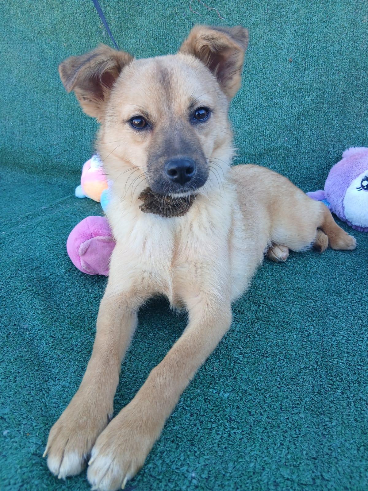Gina, ADOPTABLE, Young Female Terrier.