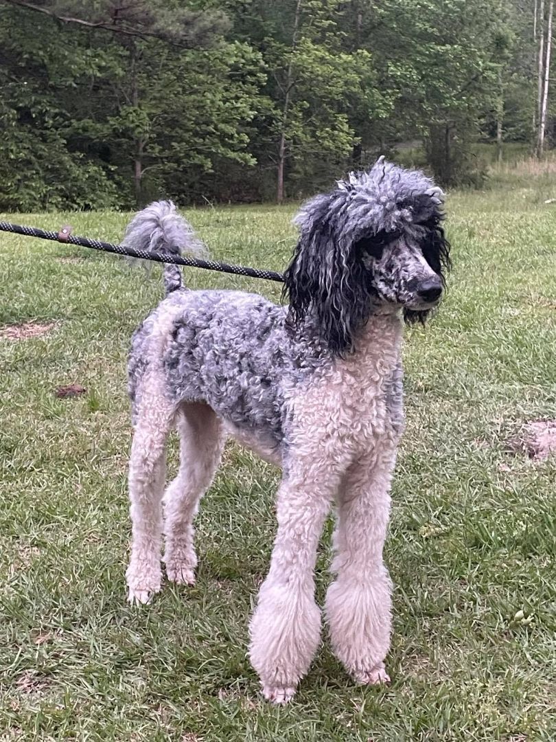 Jazz, Adopted, Young Female Standard Poodle.