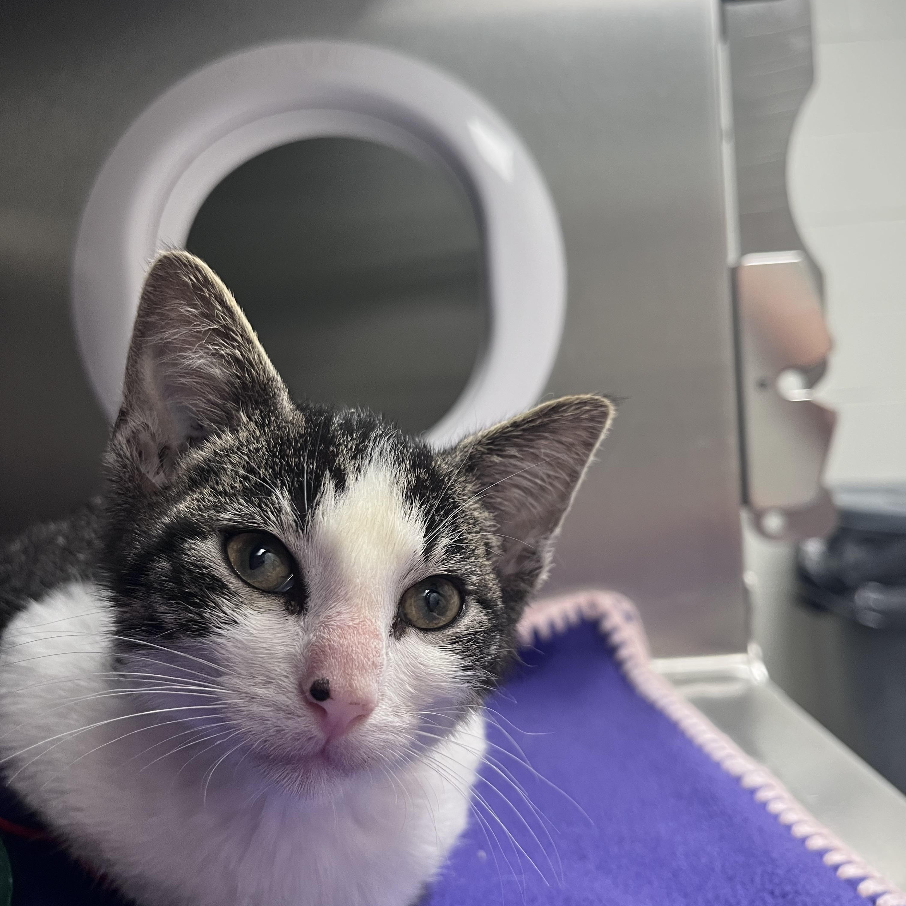 Hammy, an adopted Domestic Short Hair in Liberty, MO image 3/3