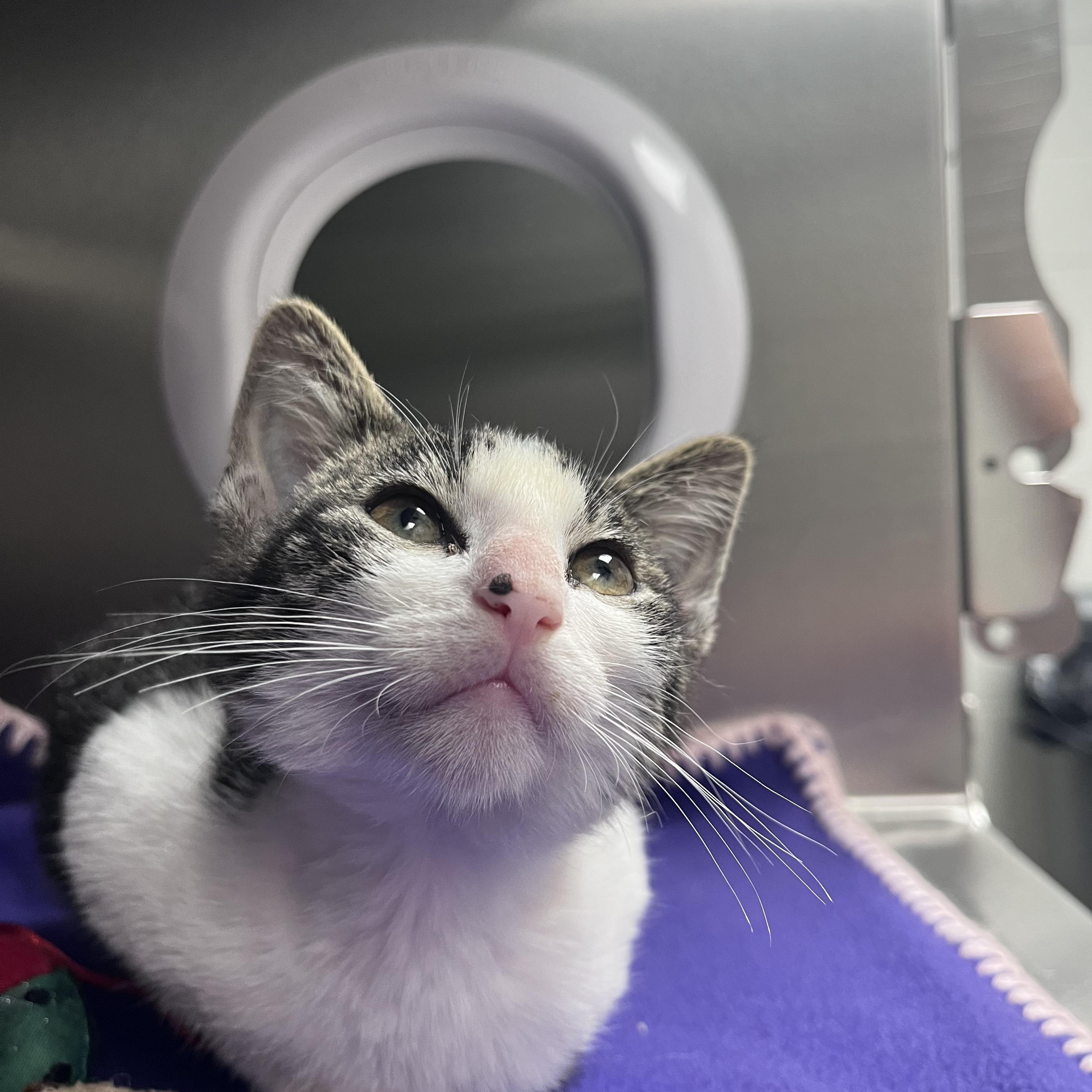 Hammy, adopted, Young Male Domestic Short Hair.