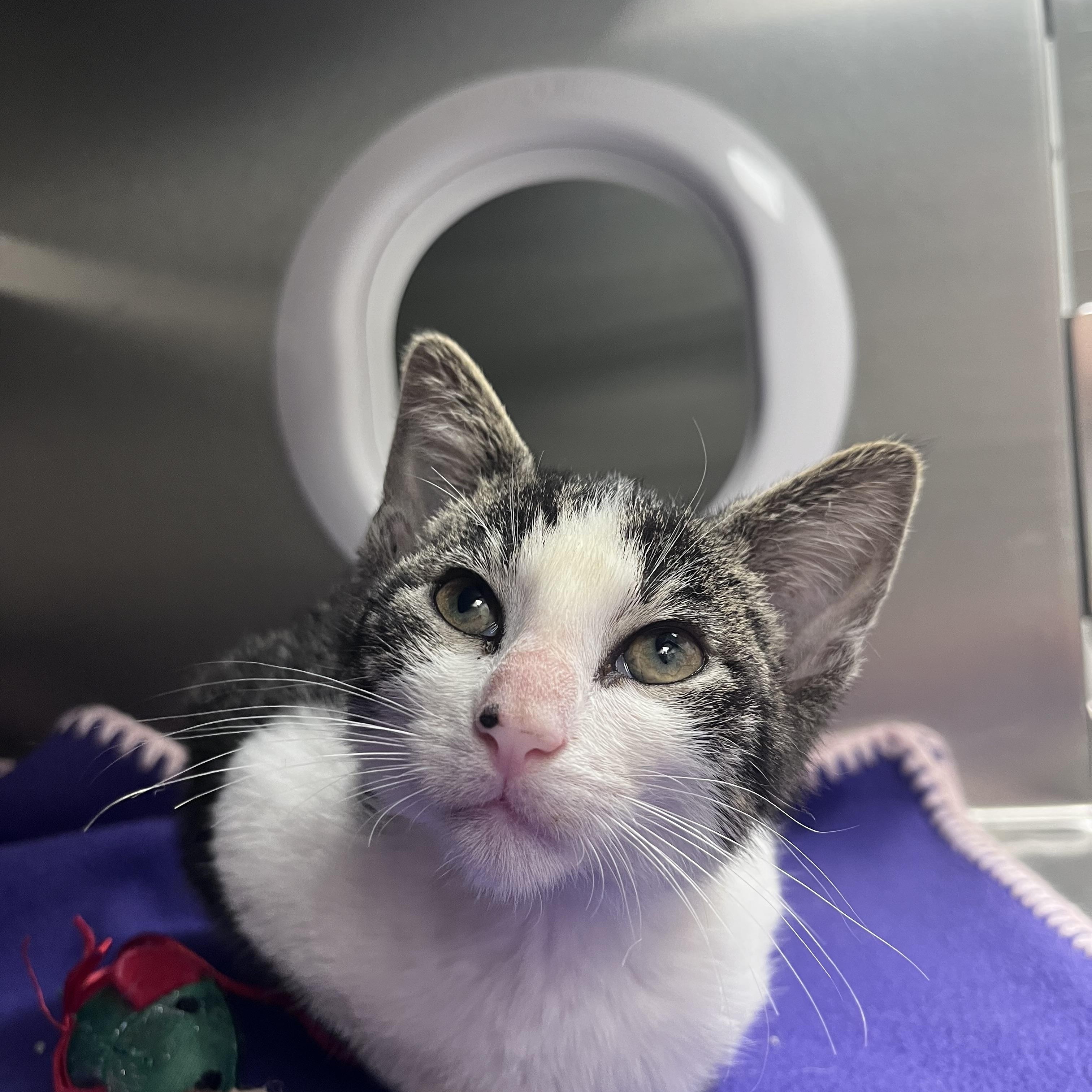 Hammy, an adopted Domestic Short Hair in Liberty, MO image 2/3