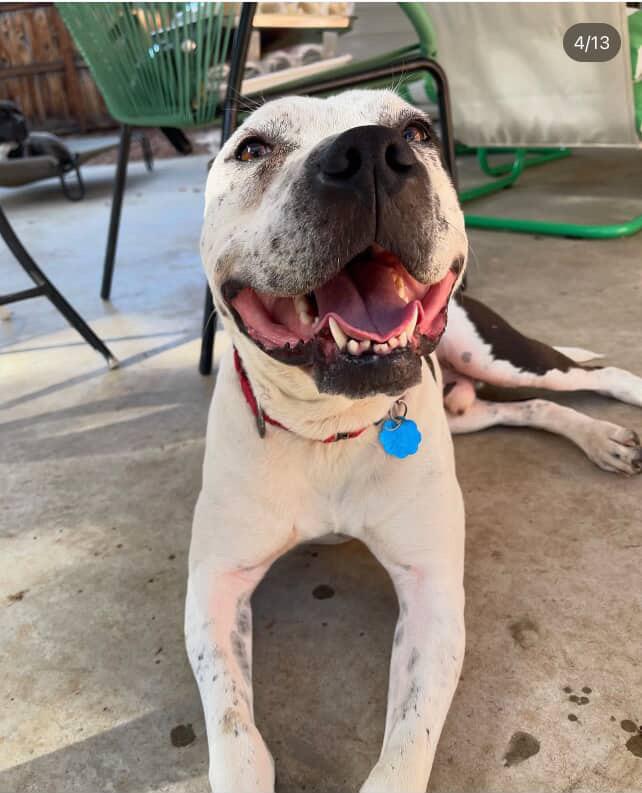 Harvey, a Adoptable mixed breed in Denver, CO image 1/3
