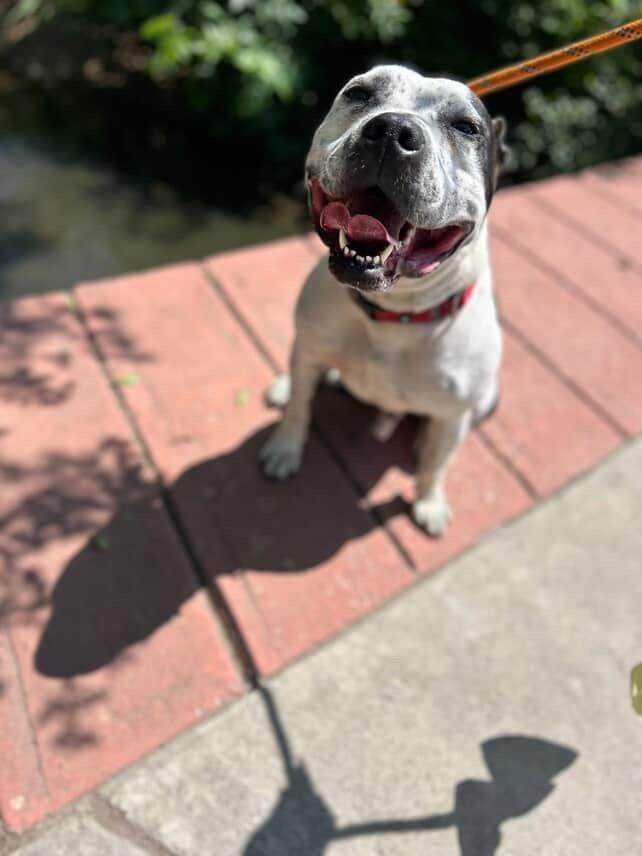 Harvey, a Adoptable mixed breed in Denver, CO image 2/3