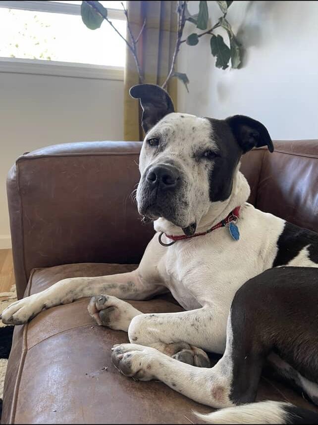 Harvey, a Adoptable mixed breed in Denver, CO image 3/3