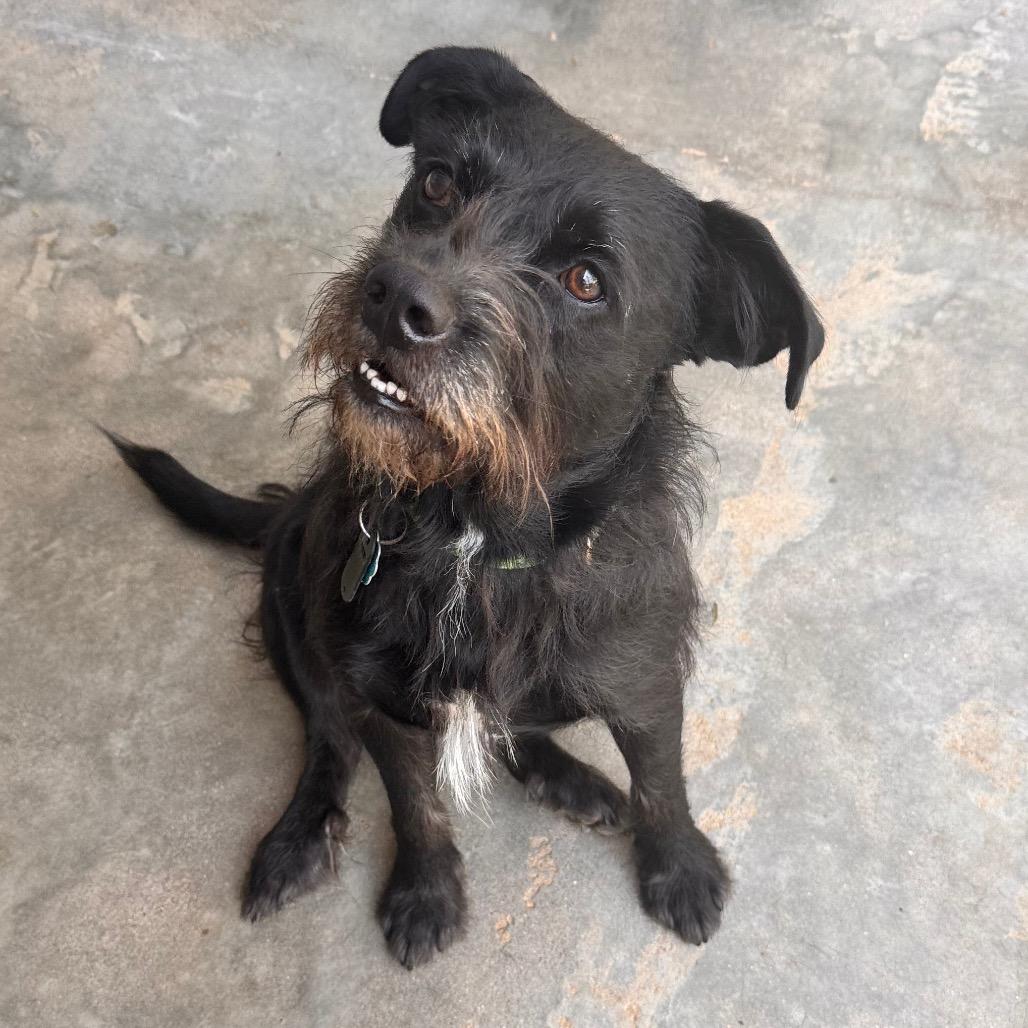 Boo, a Adoptable mixed breed in Pineville, MO image 1/6