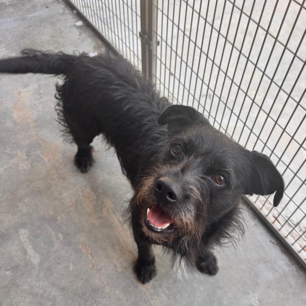 Boo, a Adoptable mixed breed in Pineville, MO image 2/6