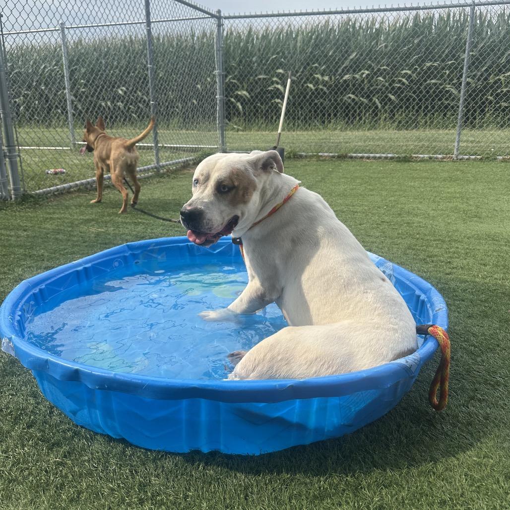 Milo, a Adoptable mixed breed in St. Peters, MO image 5/6