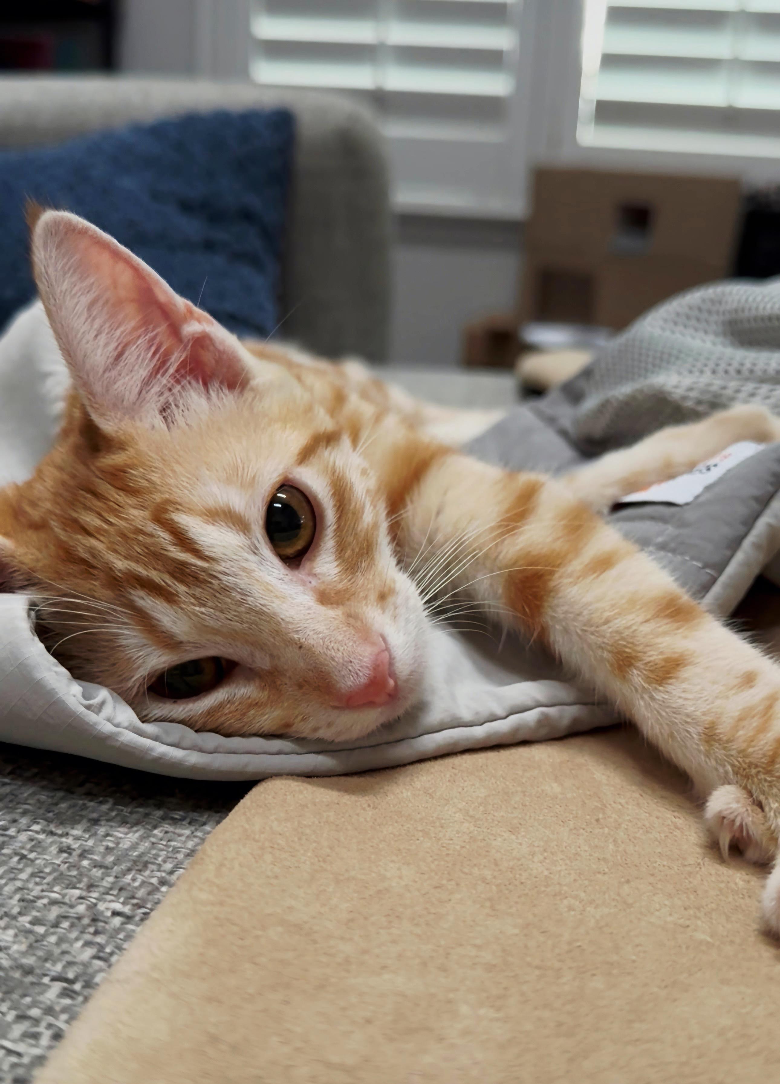 Enlarge Simba, a Adoptable mixed breed in HUNTINGTON BEACH, CA image 2/5