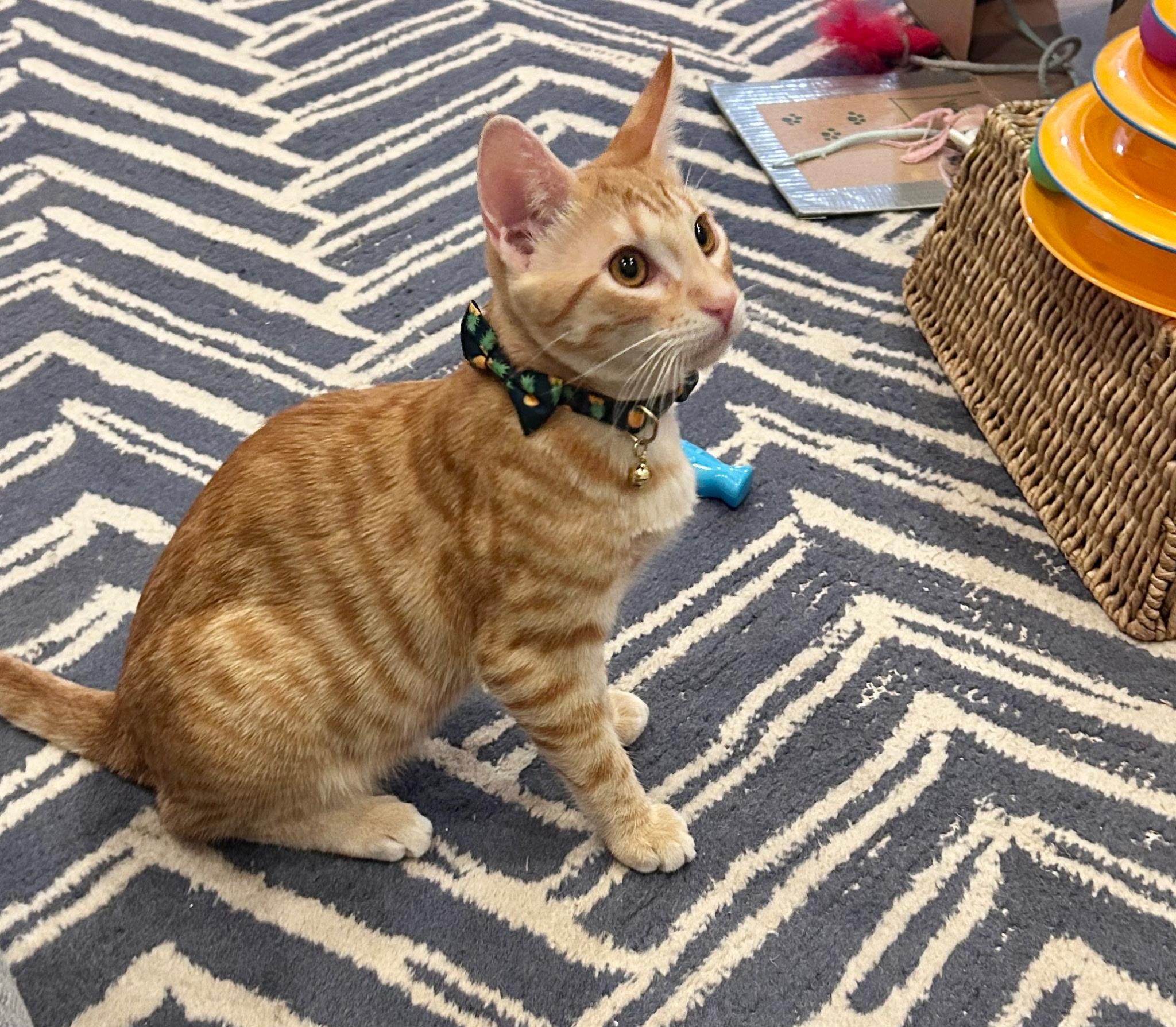 Enlarge Simba, a Adoptable mixed breed in HUNTINGTON BEACH, CA image 3/5
