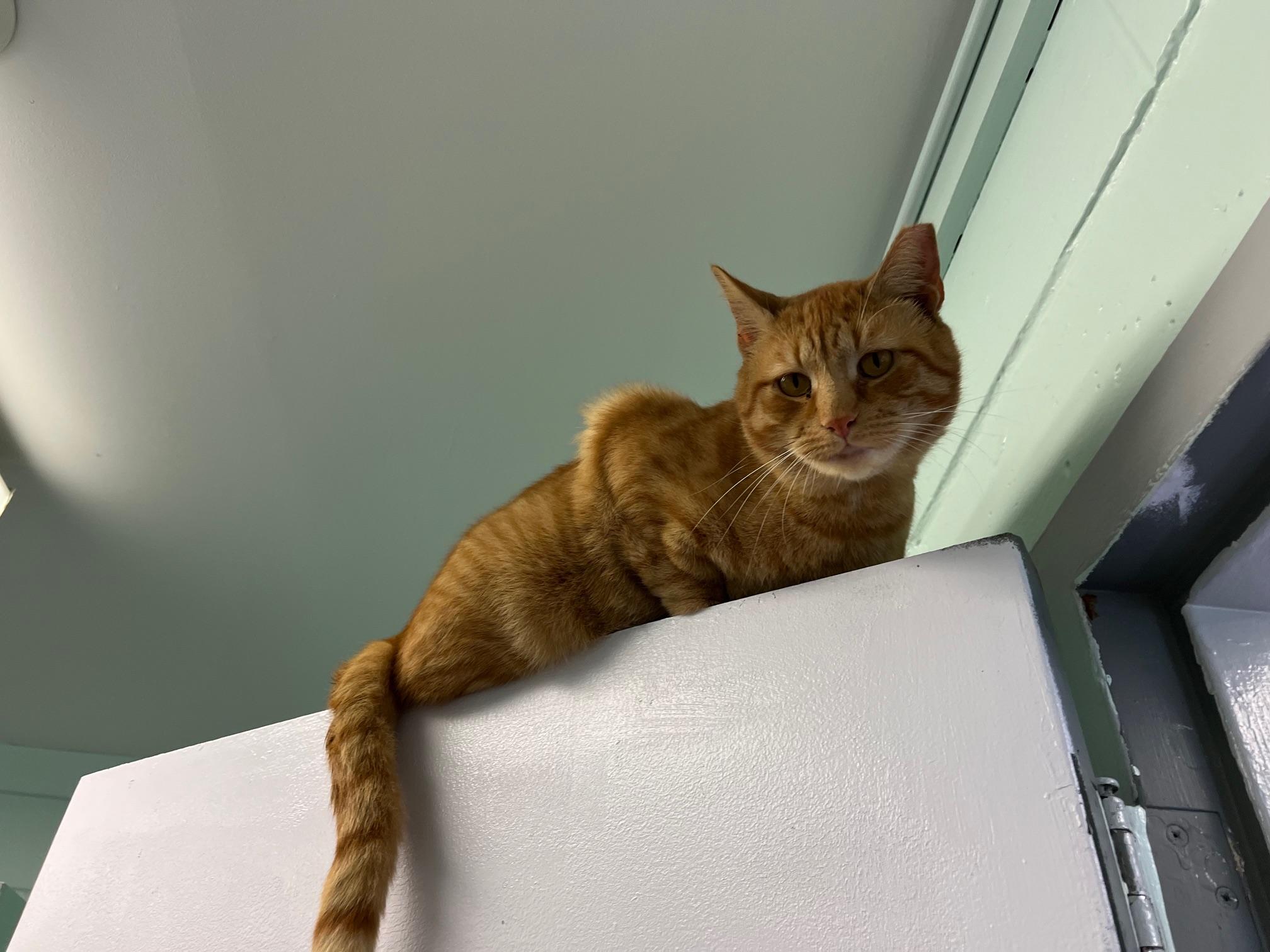 Enlarge Tank, a Adoptable Domestic Short Hair in East Northport, NY image 4/5