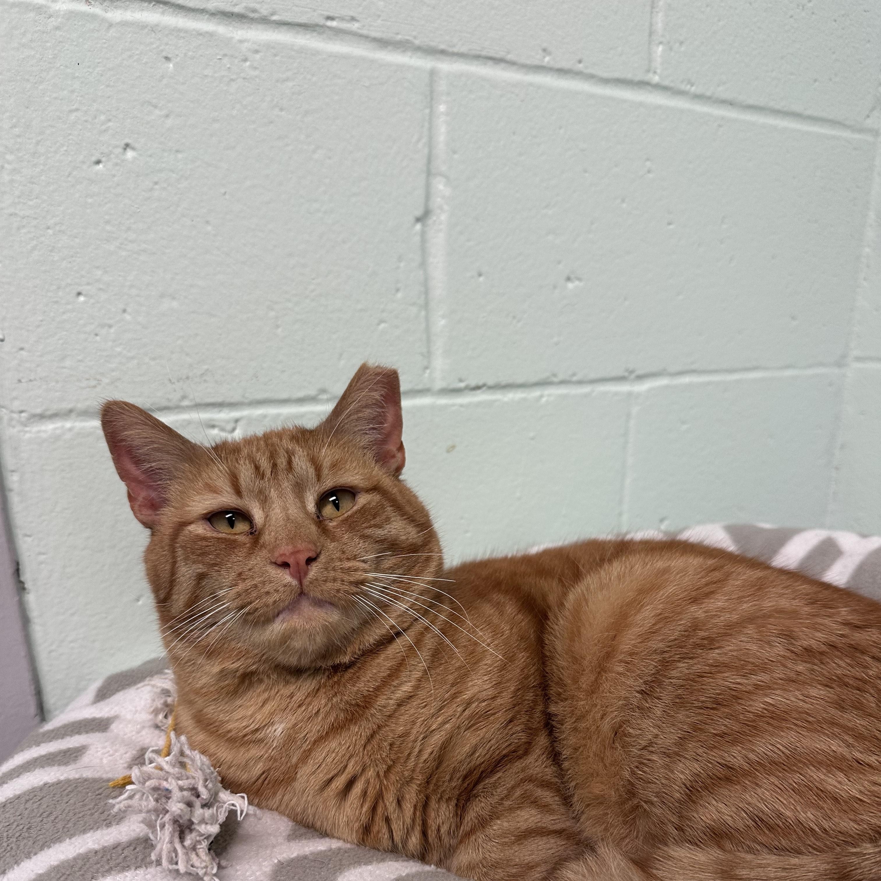 Tank, Adoptable, Adult Male Domestic Short Hair.