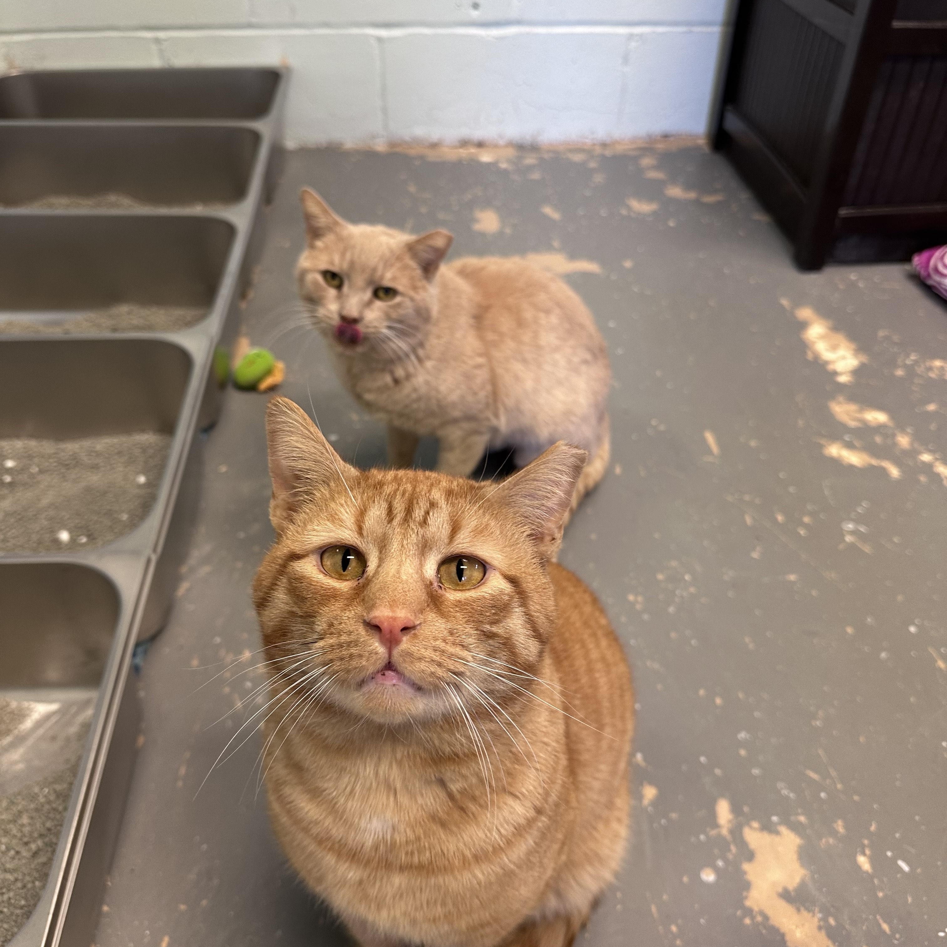 Enlarge Tank, a Adoptable Domestic Short Hair in East Northport, NY image 2/5