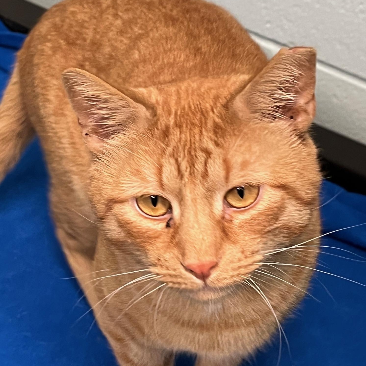 Enlarge Tank, a Adoptable Domestic Short Hair in East Northport, NY image 5/5