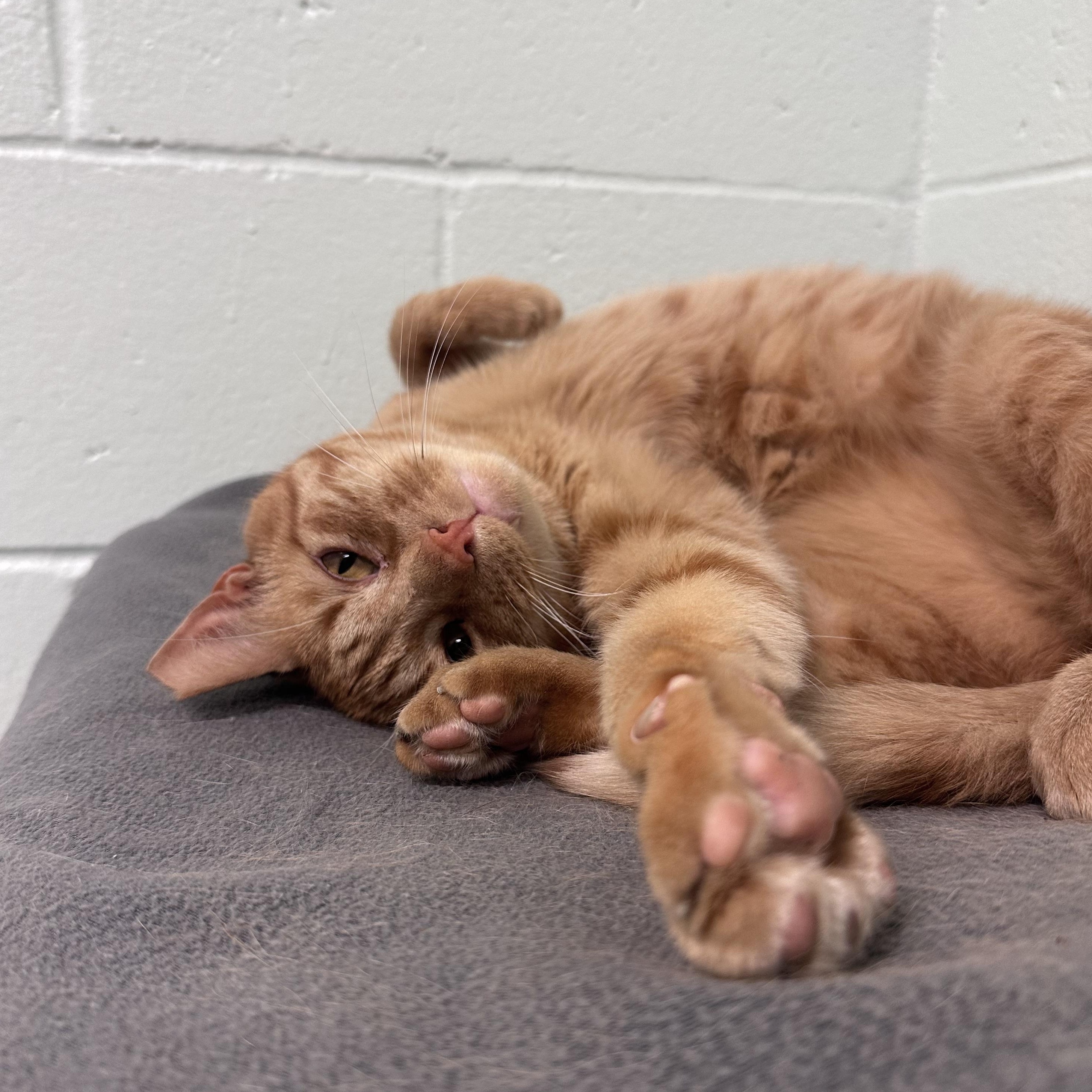 Enlarge Tank, a Adoptable Domestic Short Hair in East Northport, NY image 3/5