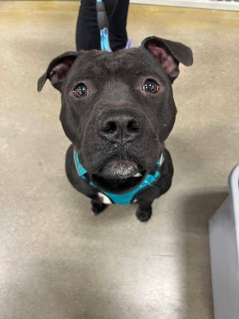 Chunk (Foster Needed)