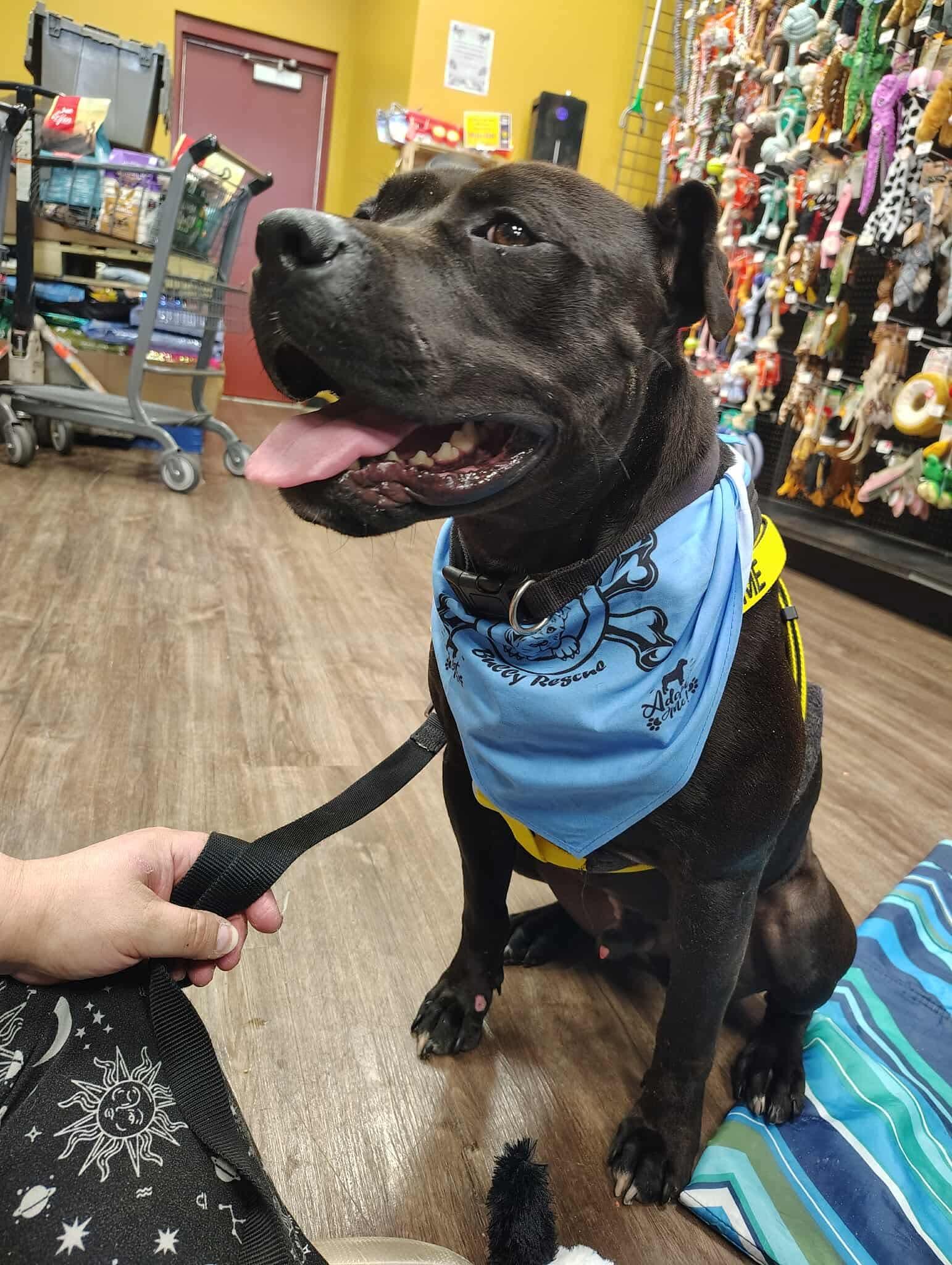 Chunk (Foster Needed)
