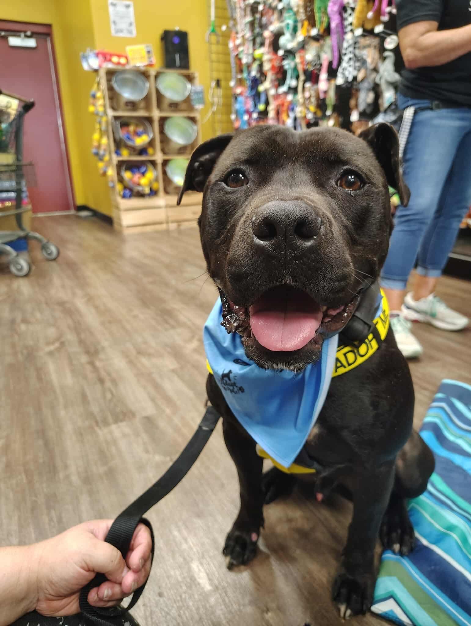 Chunk (Foster Needed)
