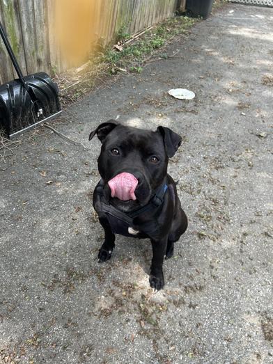 Chunk (Foster Needed)