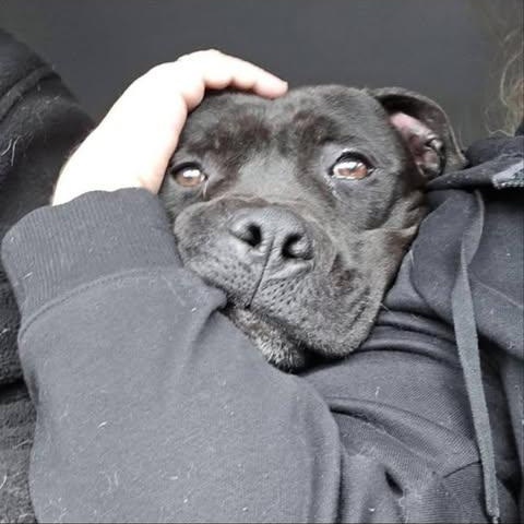 Chunk (Foster Needed)