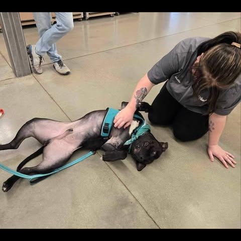 Chunk (Foster Needed)