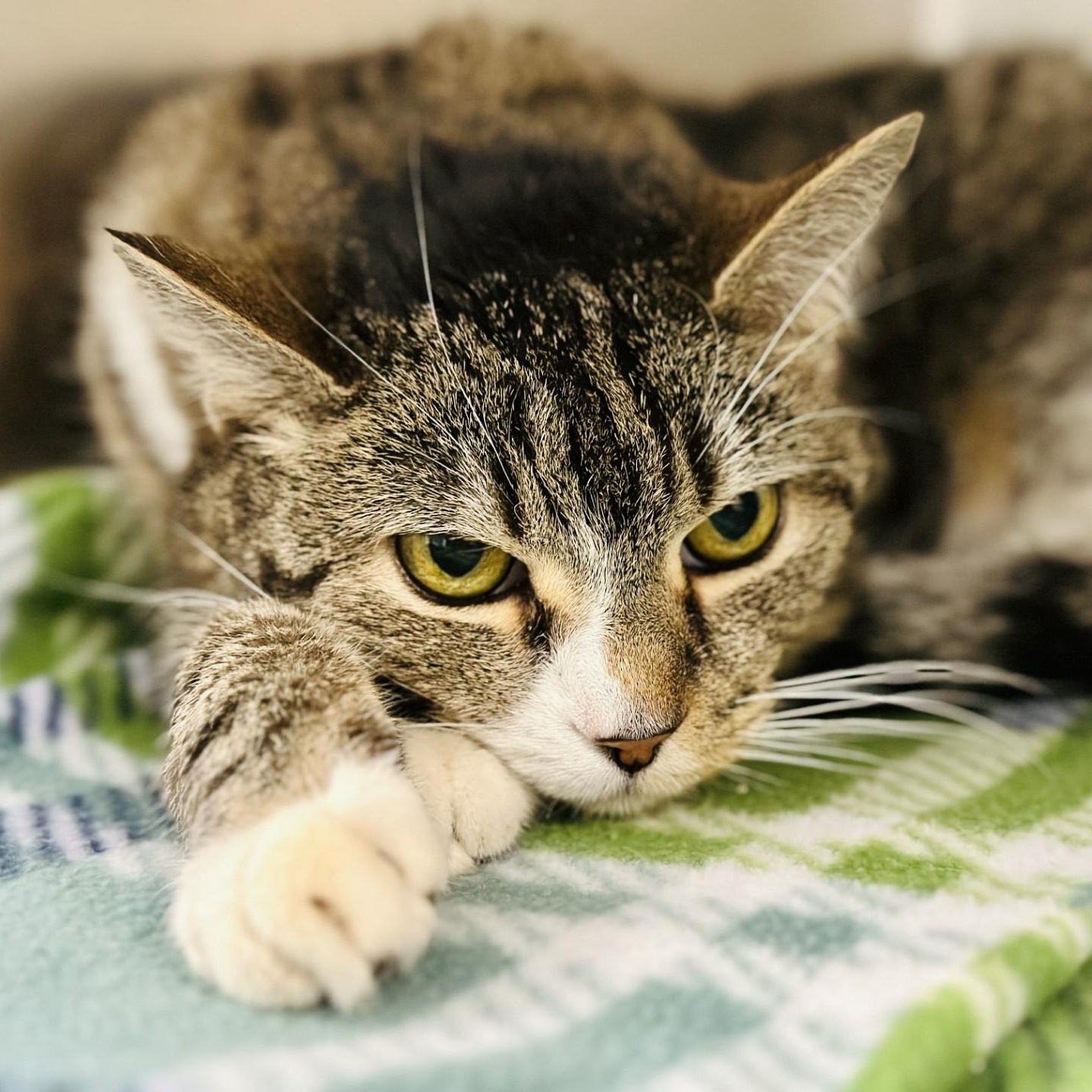 Enlarge Snuggles , a ADOPTABLE Domestic Short Hair in Jackson, NJ image 1/2