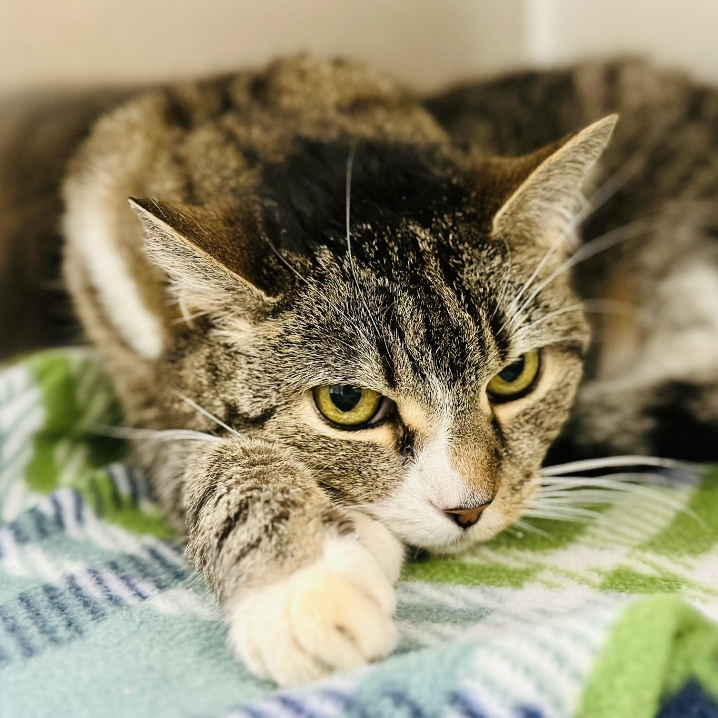 Enlarge Snuggles , a ADOPTABLE Domestic Short Hair in Jackson, NJ image 2/2