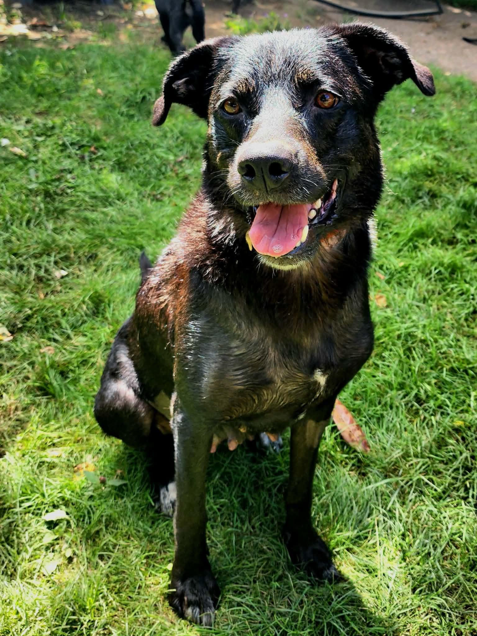 JL - Lily, Adoptable, Adult Female German Shepherd Dog.