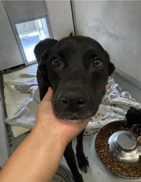 Enlarge JL - Lily, a Adoptable German Shepherd Dog in Vancouver, WA image 2/6