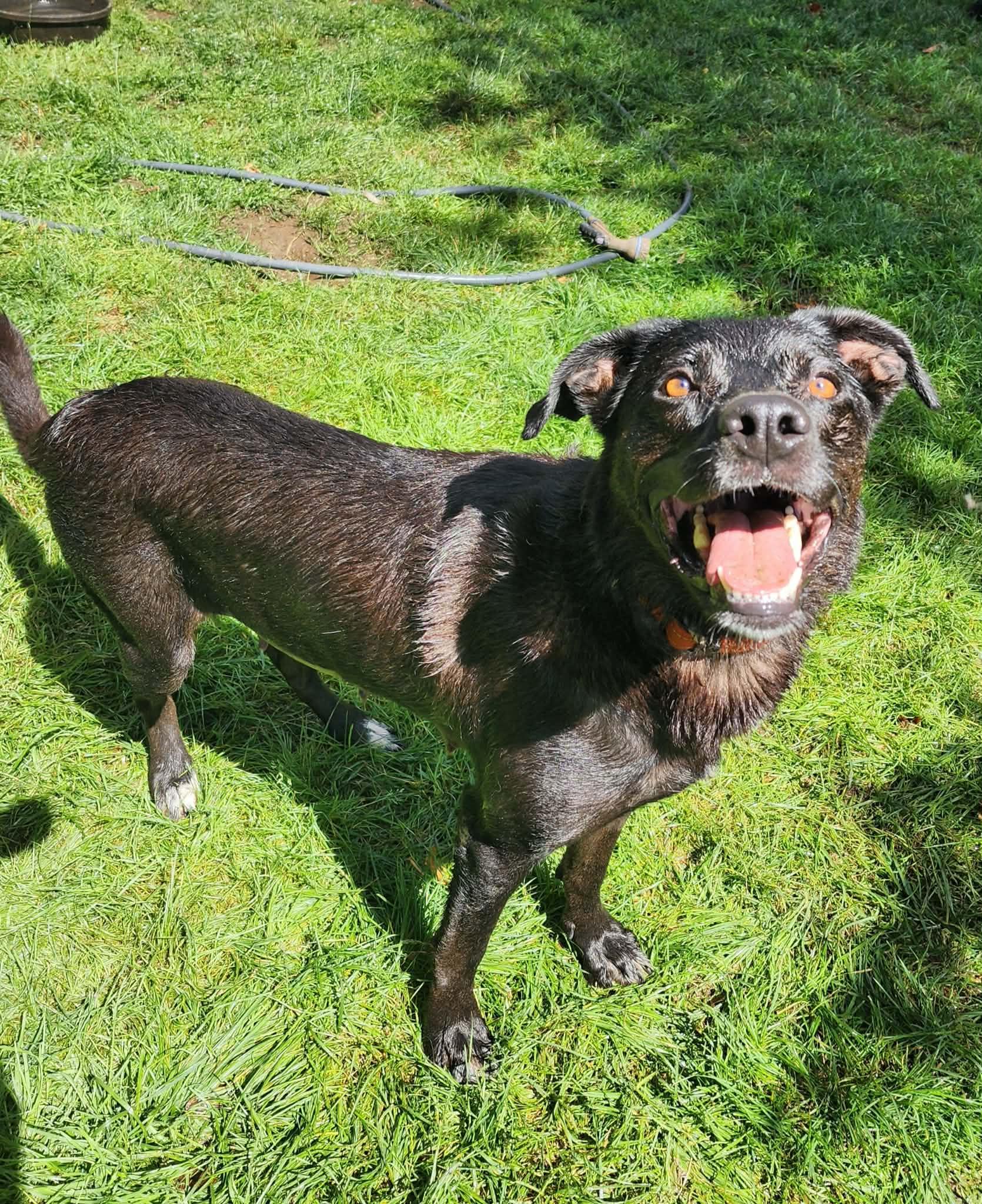 Enlarge JL - Lily, a Adoptable German Shepherd Dog in Vancouver, WA image 3/6