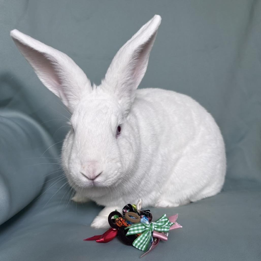 Enlarge Momo, a Adoptable New Zealand in Columbia, MD image 3/5