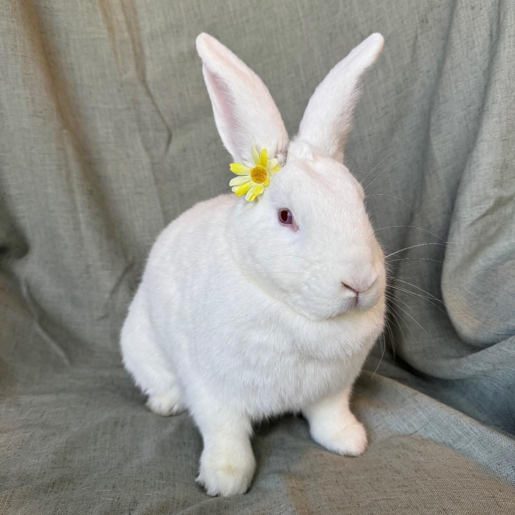 Enlarge Momo, a Adoptable New Zealand in Columbia, MD image 5/5