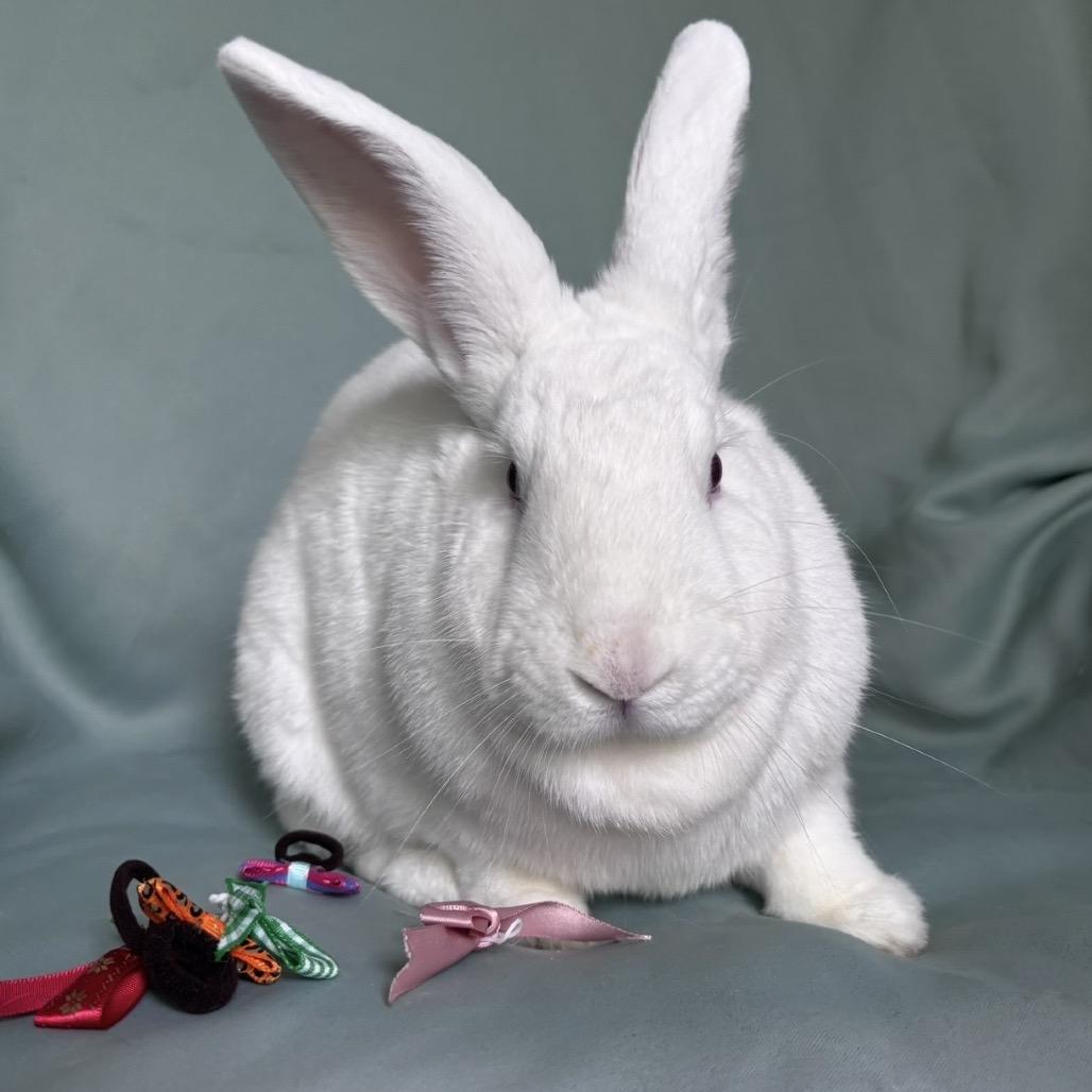Enlarge Momo, a Adoptable New Zealand in Columbia, MD image 4/5