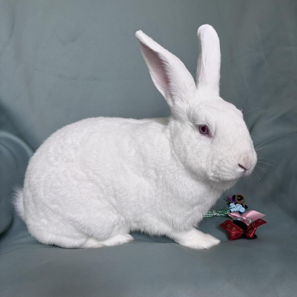 Momo, Adoptable, Adult Male New Zealand.