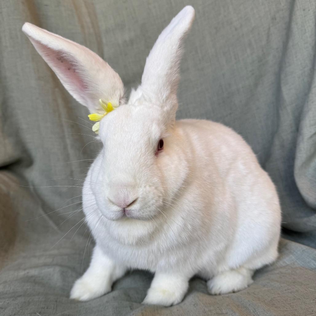 Enlarge Momo, a Adoptable New Zealand in Columbia, MD image 2/5