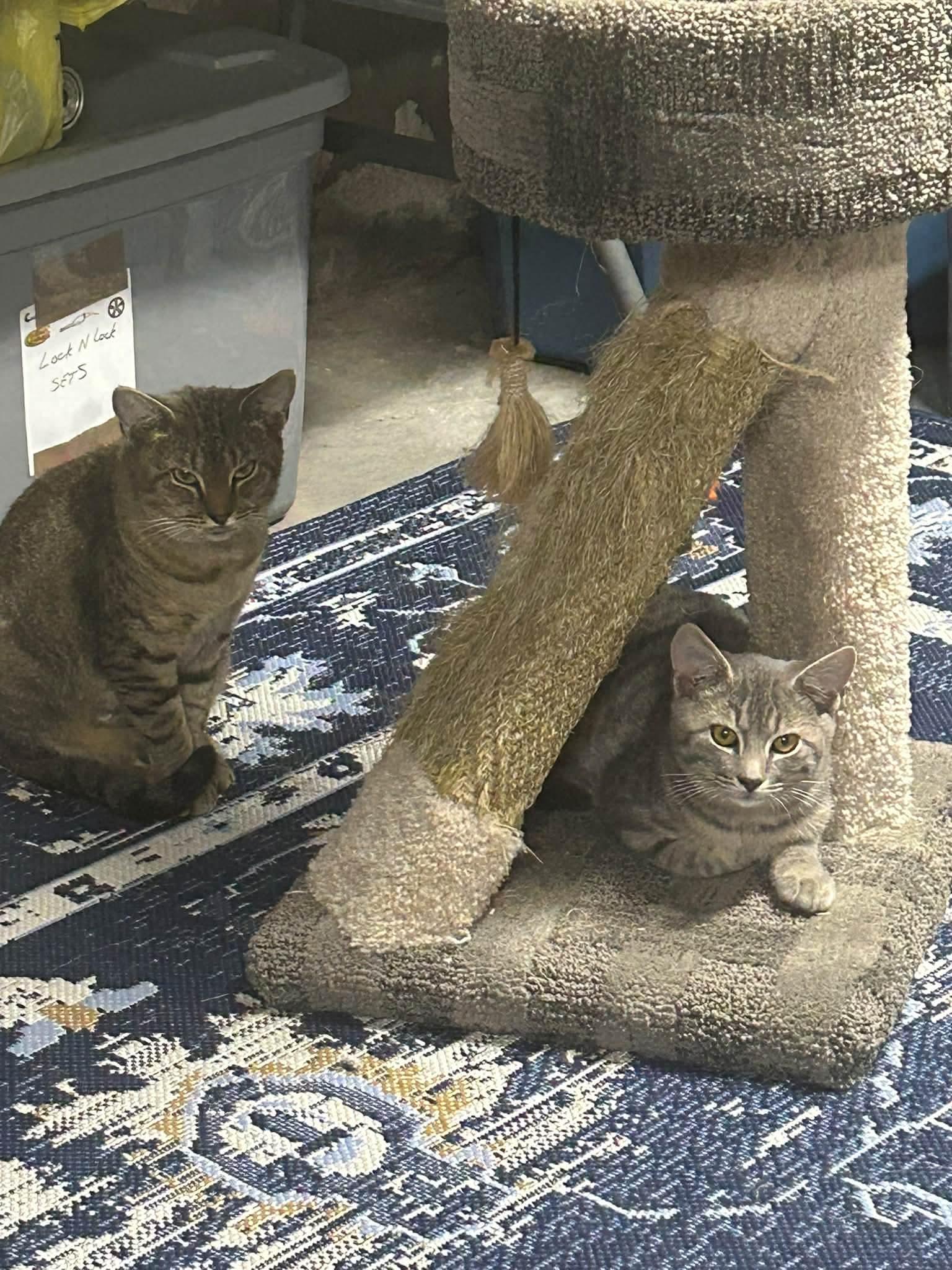 Enlarge Bella & Beau, a Adoptable Domestic Short Hair in Claridge, PA image 4/6