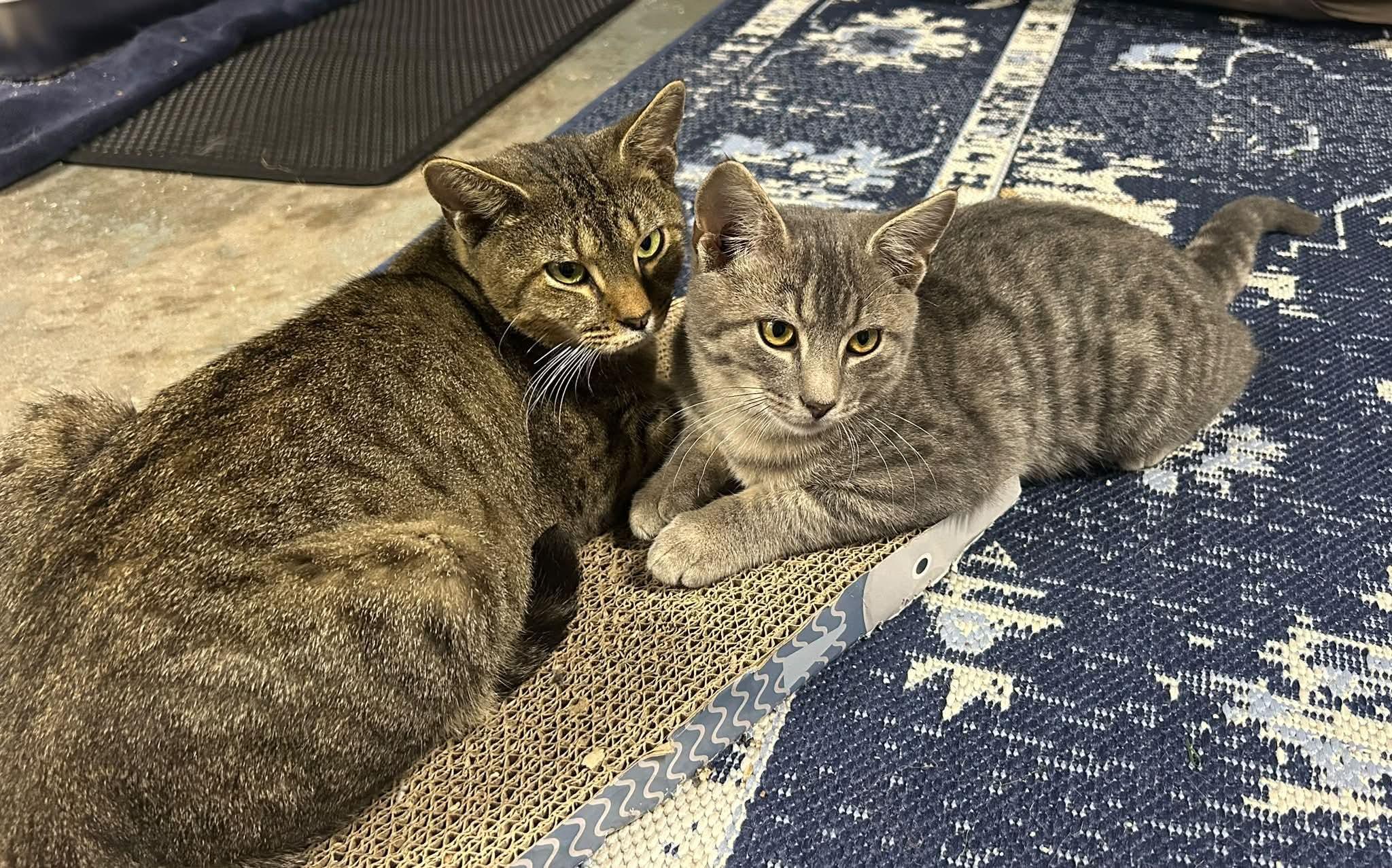 Bella & Beau, Adoptable, Adult Female Domestic Short Hair.
