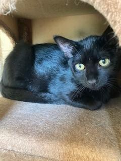 Enlarge Blackjack, a Adoptable Domestic Short Hair in Mason City, IA image 3/3