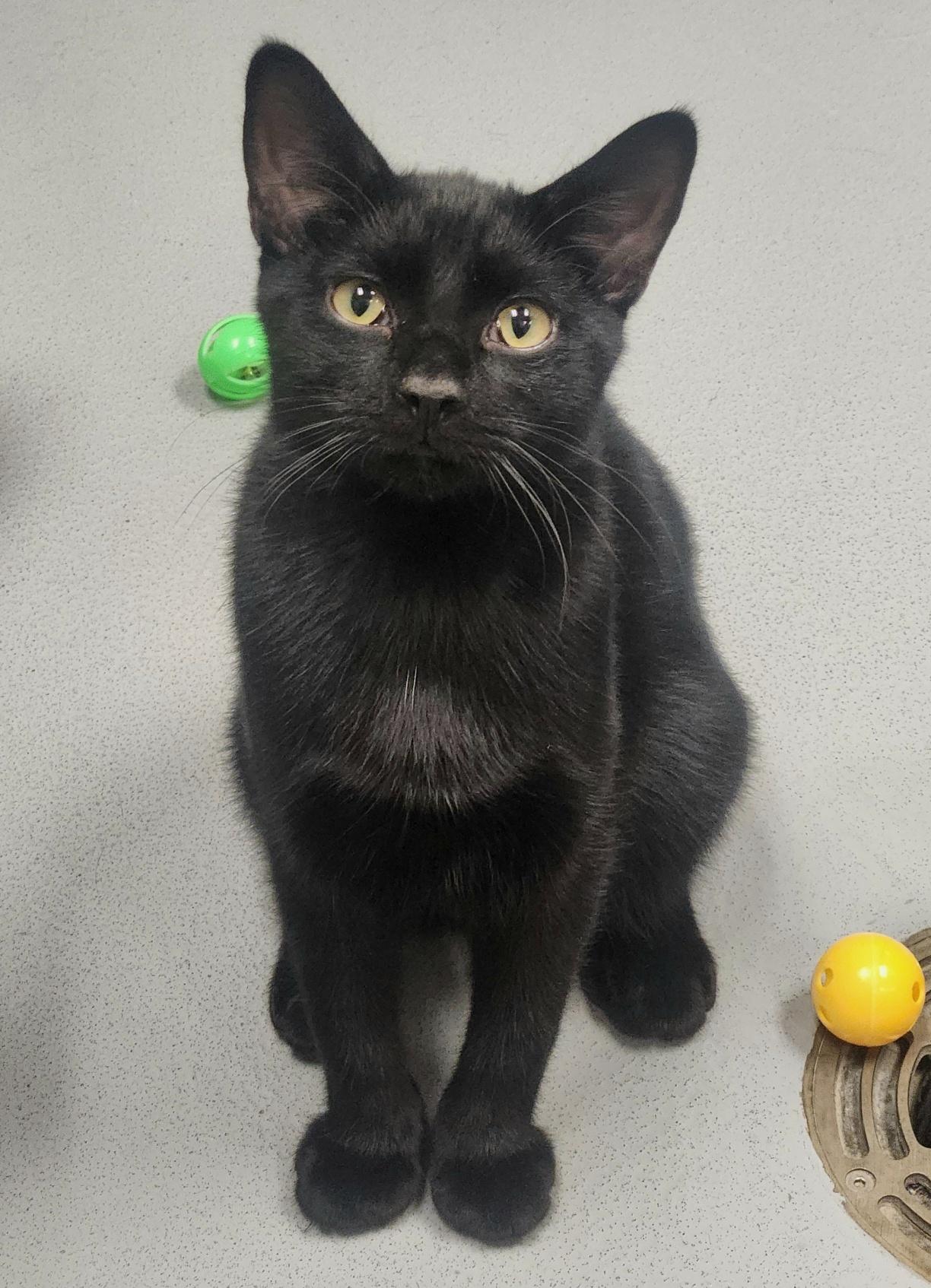 Enlarge Blackjack, a Adoptable Domestic Short Hair in Mason City, IA image 1/3