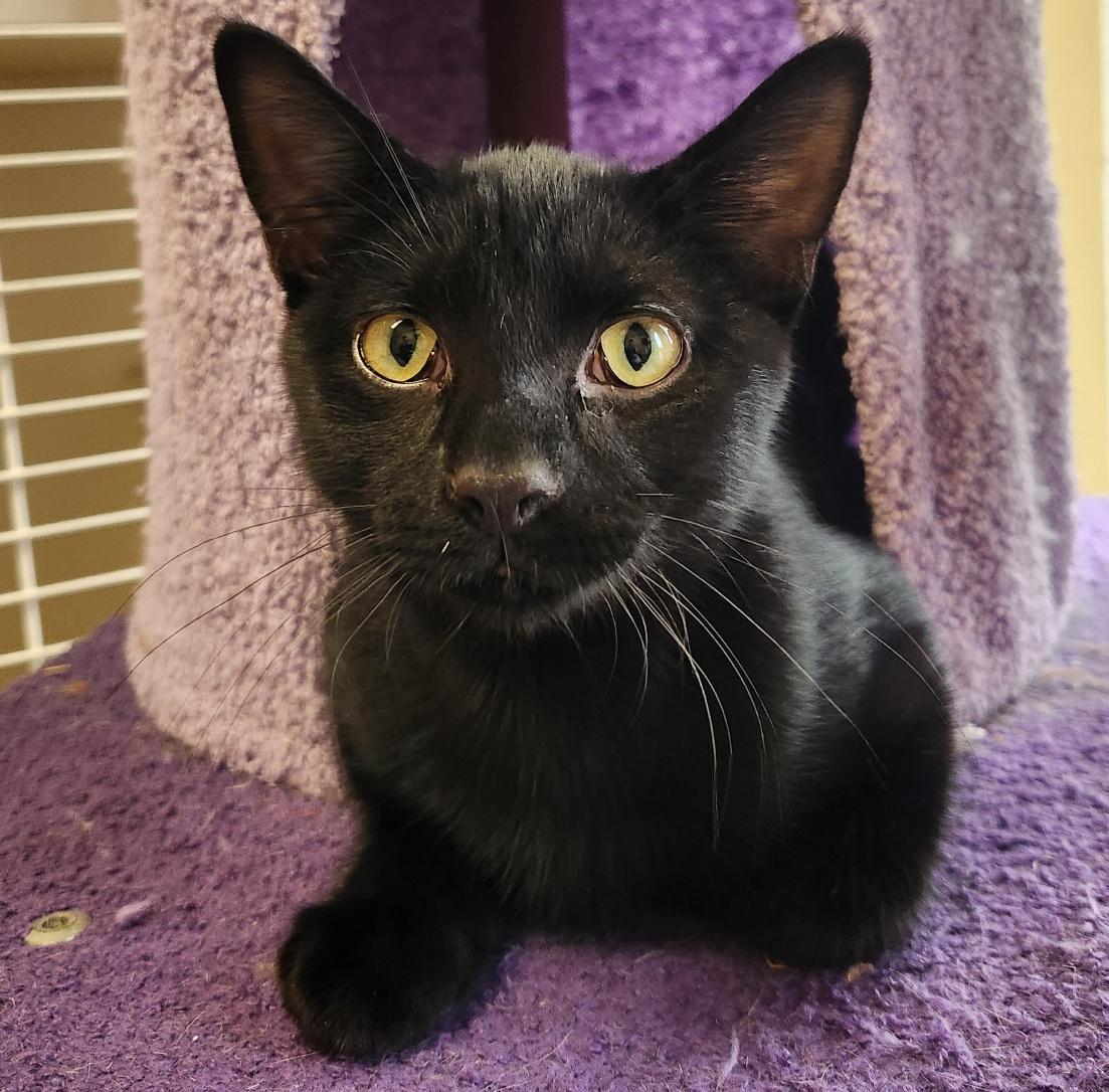 Blackjack, Adoptable, Young Male Domestic Short Hair.
